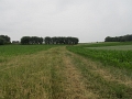 49_Onkerzele - voorbeeld van erosiebestrijding  door middel van een grasgang